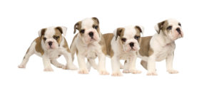 English bulldog puppies in front of a white background