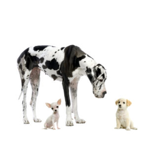 Great Dane HARLEQUIN , puppy Labrador and puppy Chihuahua looking at each other in front of a white background