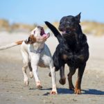 Two dogs running on the beach and biting at each other.