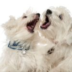 Two Maltese puppies play fighting with their mouths.