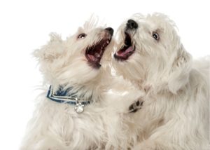 Two Maltese puppies play fighting with their mouths.
