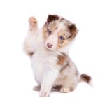 Aussie puppy doing high 5 with his paw.