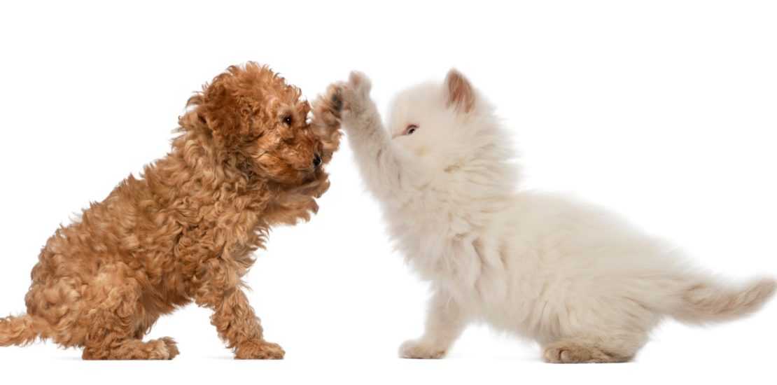 Poodle puppy and kitten high 5ing each other.