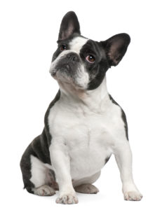 French Bulldog, 3 years old, sitting in front of white background