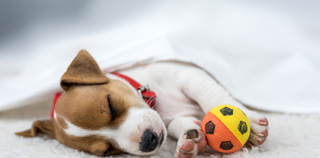 Jack Russell Terrier sleeping on white carpet with a ball.