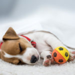 Jack Russell Terrier sleeping on white carpet with a ball.