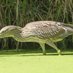 Immature black Crowned Night Heron in the Skokie Lagoons in Illinois