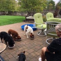 Meal time on the patio.