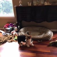 A Corgi puppy enjoying Boot Camp!