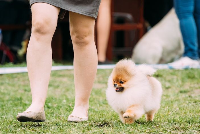 A woman's legs and a Pomeranian running next to her.