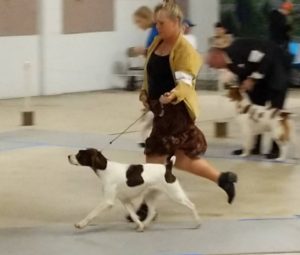 Dog owner running in the show ring with her Brittany.