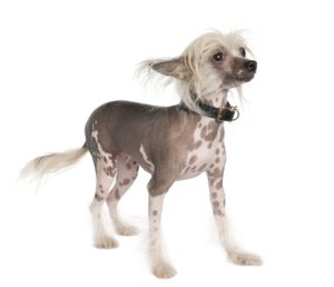 Hairless Chinese Crested Dog