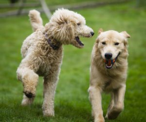 Golden Retriever and Poodle playing.