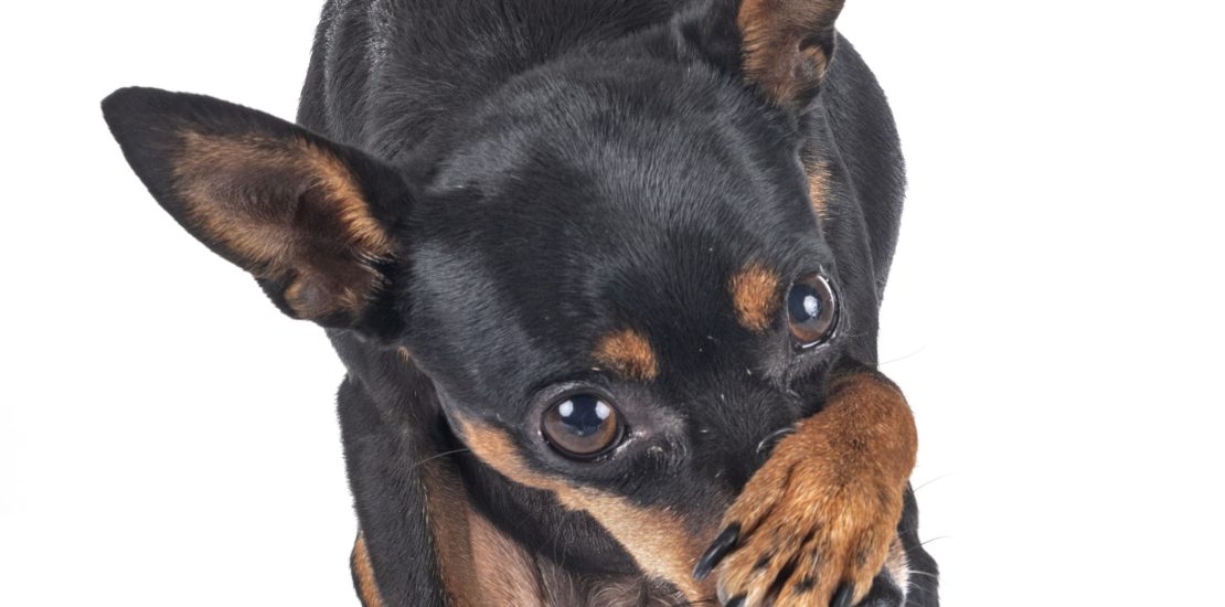 Miniature Pinscher holding his paw over his nose like he is shy.