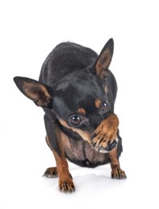 Miniature Pinscher holding his paw over his nose like he is shy.