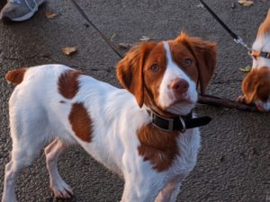 Brittany dog standing at attention.