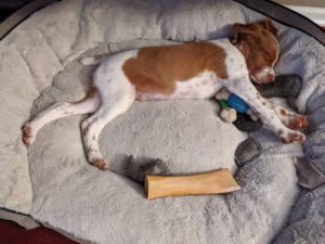 Brittany puppy taking a nap next to his dog bone and other toys.