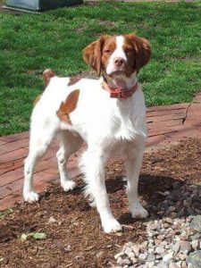 Male Brittany standing at attention.