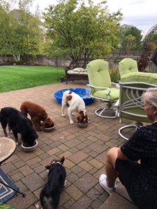 4 dogs eating on a patio with the owner watching.