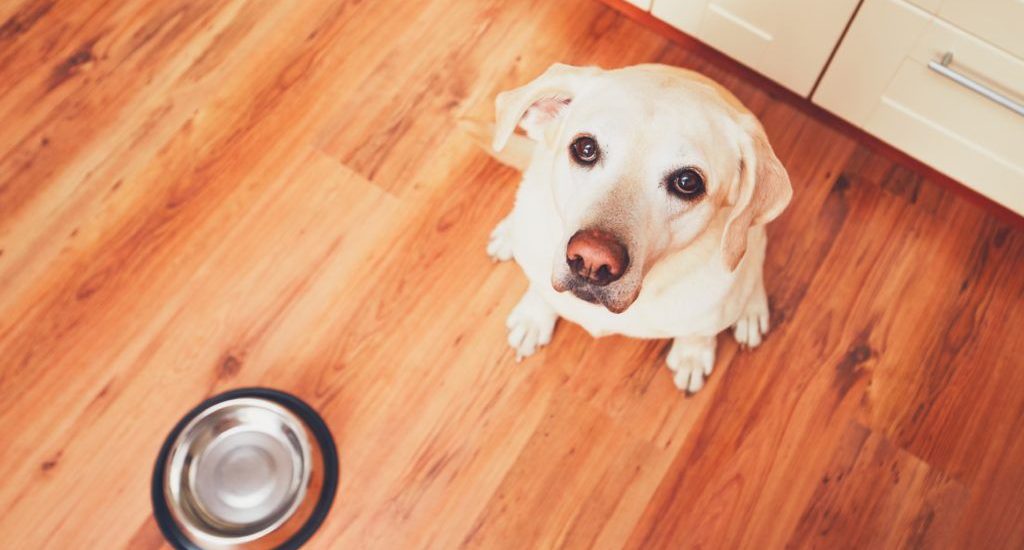 Labrador retriever waiting by his feeding dish.