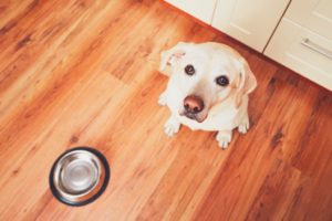 Labrador retriever waiting by his feeding dish.