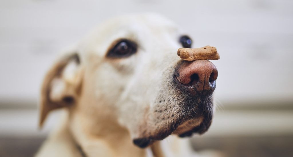 Labrador retriever balancing a dog biscuit on its nose.