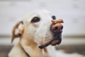 Labrador retriever balancing a dog biscuit on its nose.