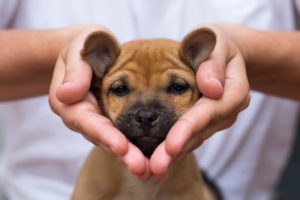 Girl holding a brown puppy's face in her hand in a heart shape.