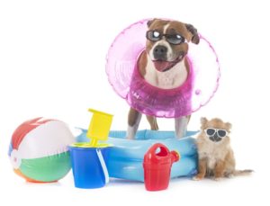 Two dogs with sunglesses on and beach toys next to them