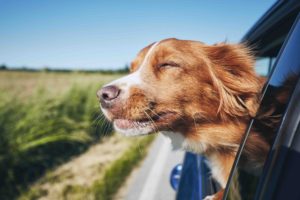 Dog travel by car. Nova Scotia Duck Tolling Retriever with head out the car window and ears blowing.