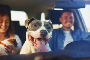 Happy dog as passenger in car in the front seat.