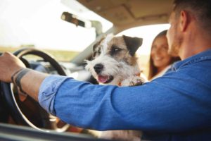 Happy dog in car during road trip sitting on drivers lap