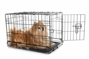 little dog and cage in front of white background