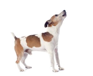 portrait of a barking jack russel terrier in studio