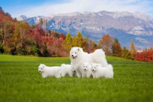 Samoyed dog with puppies. Portrait of beautiful dogs on beautiful landscape.