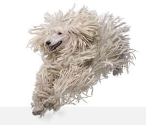 White Corded standard Poodle