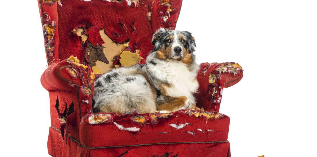Australian Shepherd lying on a destroyed armchair, isolated on white background.