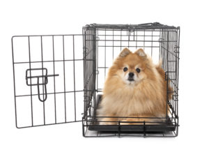little golden colored puffy dog in a kennel in front of white background.