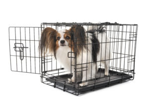little tri colored dog with big ears in a kennel in front of white background