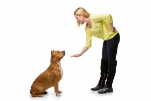 Woman training american staffordshire terrier dog. Studio shot isolated on white background.