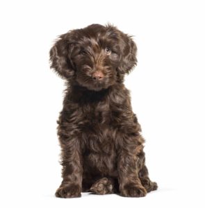 Brown curly Australian Labradoodle, 2 months old, sitting in front of white background