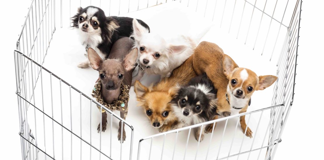 6 Chihuahuas in cage against white background