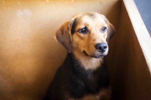 A brown and black dog in an animal shelter, waiting for a home.