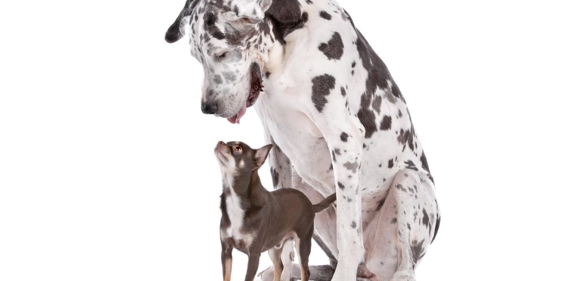 Huge black and white Great Dane HARLEQUIN and a small tri-color Chihuahua in front of a white background