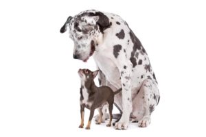 Huge black and white Great Dane HARLEQUIN and a small tri-color Chihuahua in front of a white background