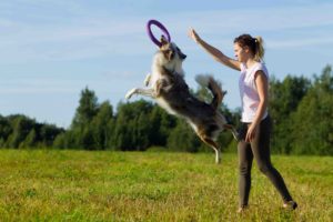 Border Collie dog outside with young girl, jumping in the air to get a large purple ring.
