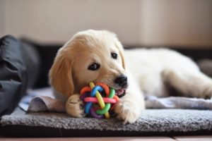 Golden retriever dog puppy chewing on a toy while lying on den