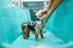 Female groomer shampooing cute little dog in washing tub.
