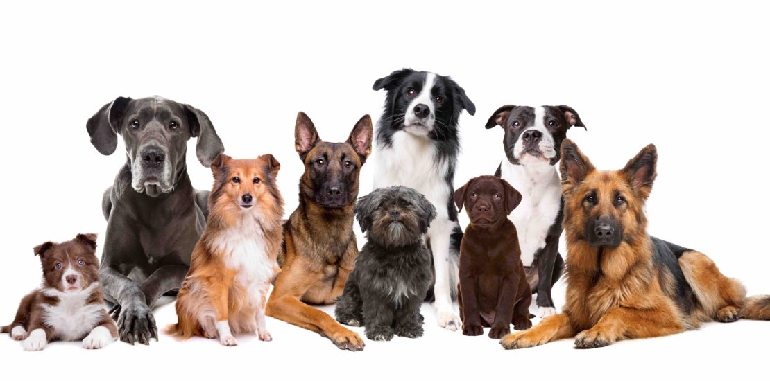 Group of nine dogs, large and small, in front of a white background