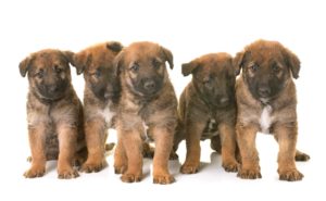 Five brown Belgian Shepherd puppies